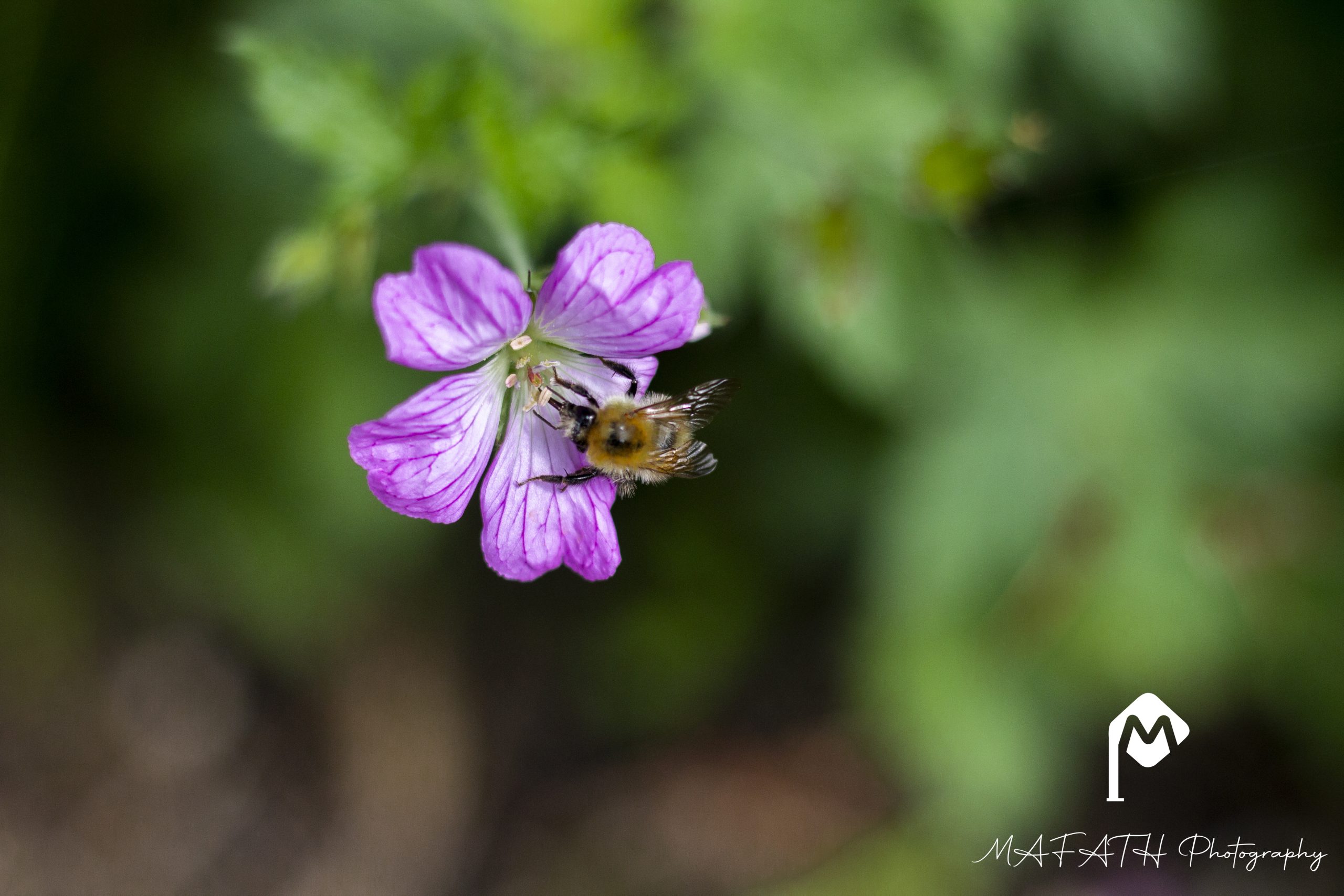 abeille et fleur