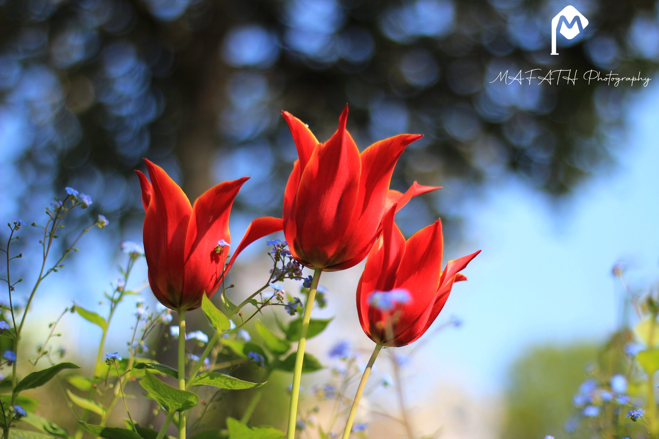 coquelicot